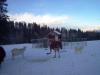 Guardian Acres Tatra and Farm Animals